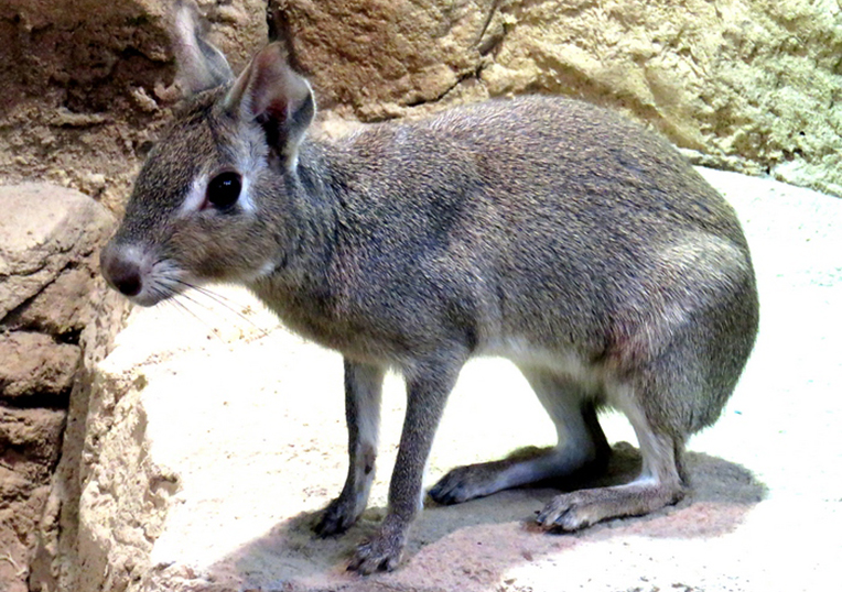 Детеныши чакоанской мары появились на свет в Московском зоопарке