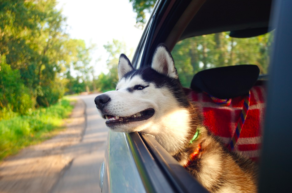 Кинологи рассказали, как путешествовать с питомцами