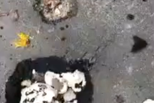 Грибы выросли из-под нового асфальта в Москве