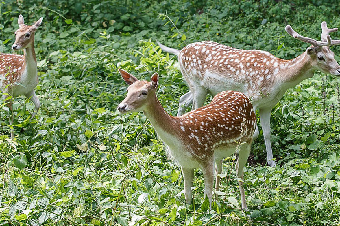 Комплекс «Дом лани» в Зеленограде вновь открылся для посетителей