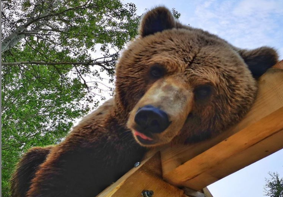 Подросток плюнул в морду воспитанному летчиками медведю Мансуру