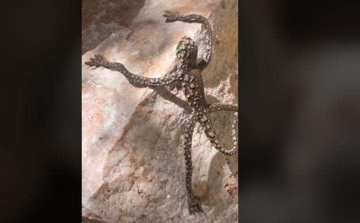 Необычное существо попало на видео