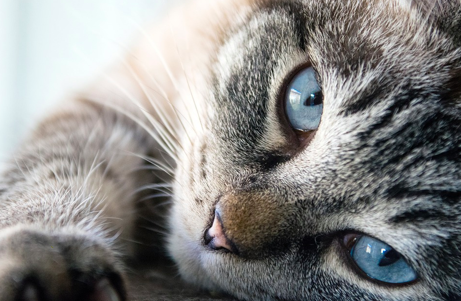 Кот-гонщик покорил пользователей Сети