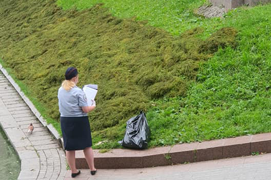 Неизвестный мужчина отравил лебедя на Патриарших прудах