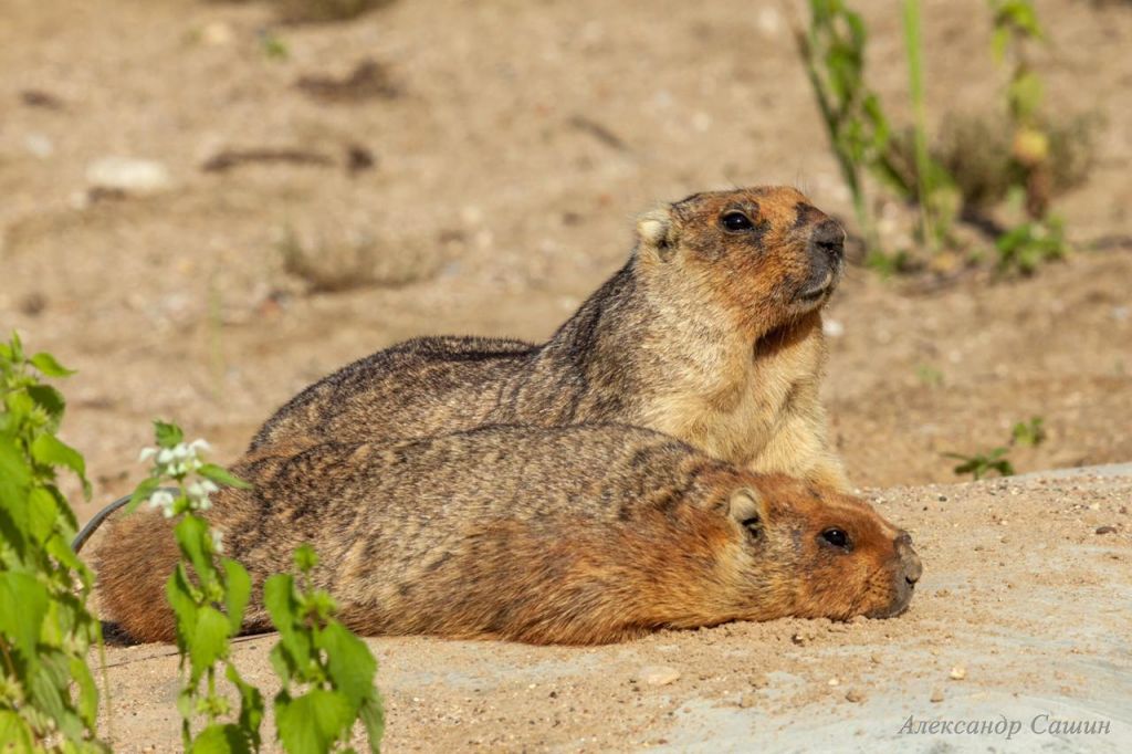«Чувствуют приближение суровой зимы»: сурки Московского зоопарка раньше ушли в спячку