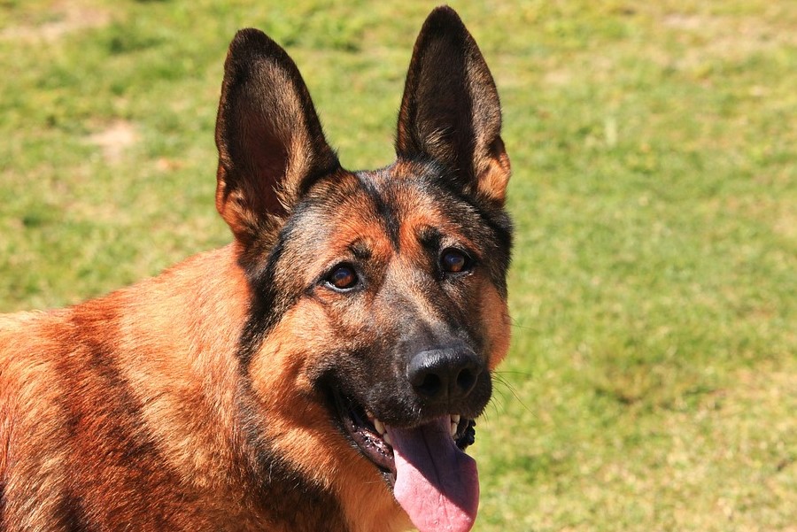 Юрист пояснил, как необходимо поступать в случае нападения собаки 