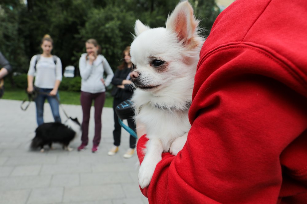 Ведьмак, дай лапу! Почему кличка питомца имеет значение 