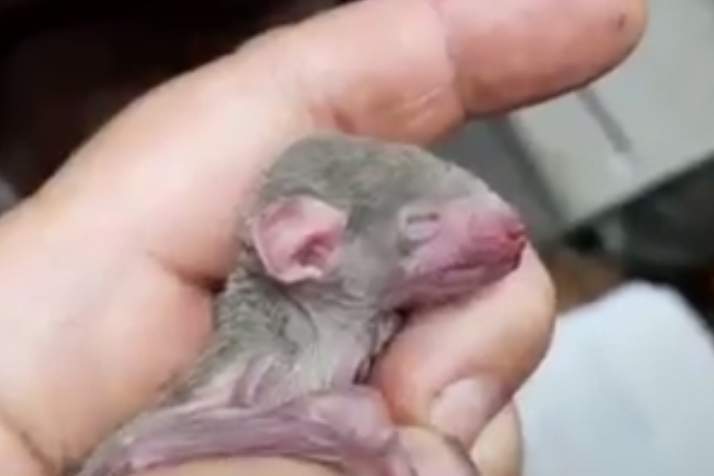 Детеныши египетской летучей собаки появились на свет в Московском зоопарке