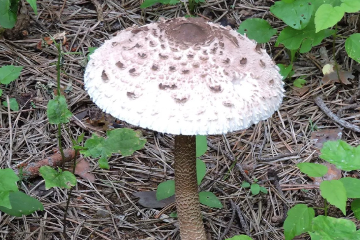 Грибной фотосезон открылся на природных территориях Москвы