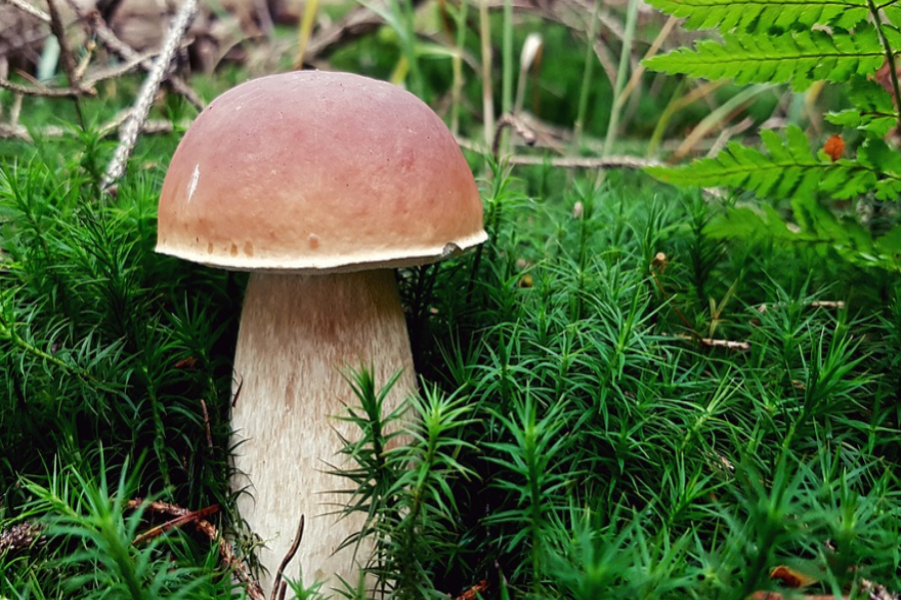 5 советов, как избежать отравлений в грибной сезон