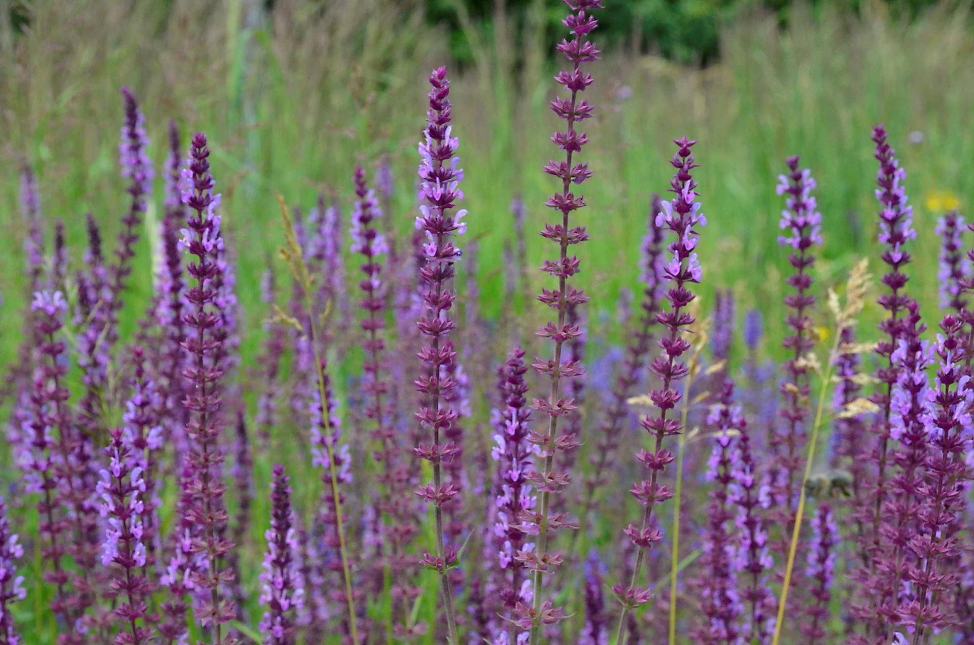 Садовод рассказала, как правильно удобрять растения