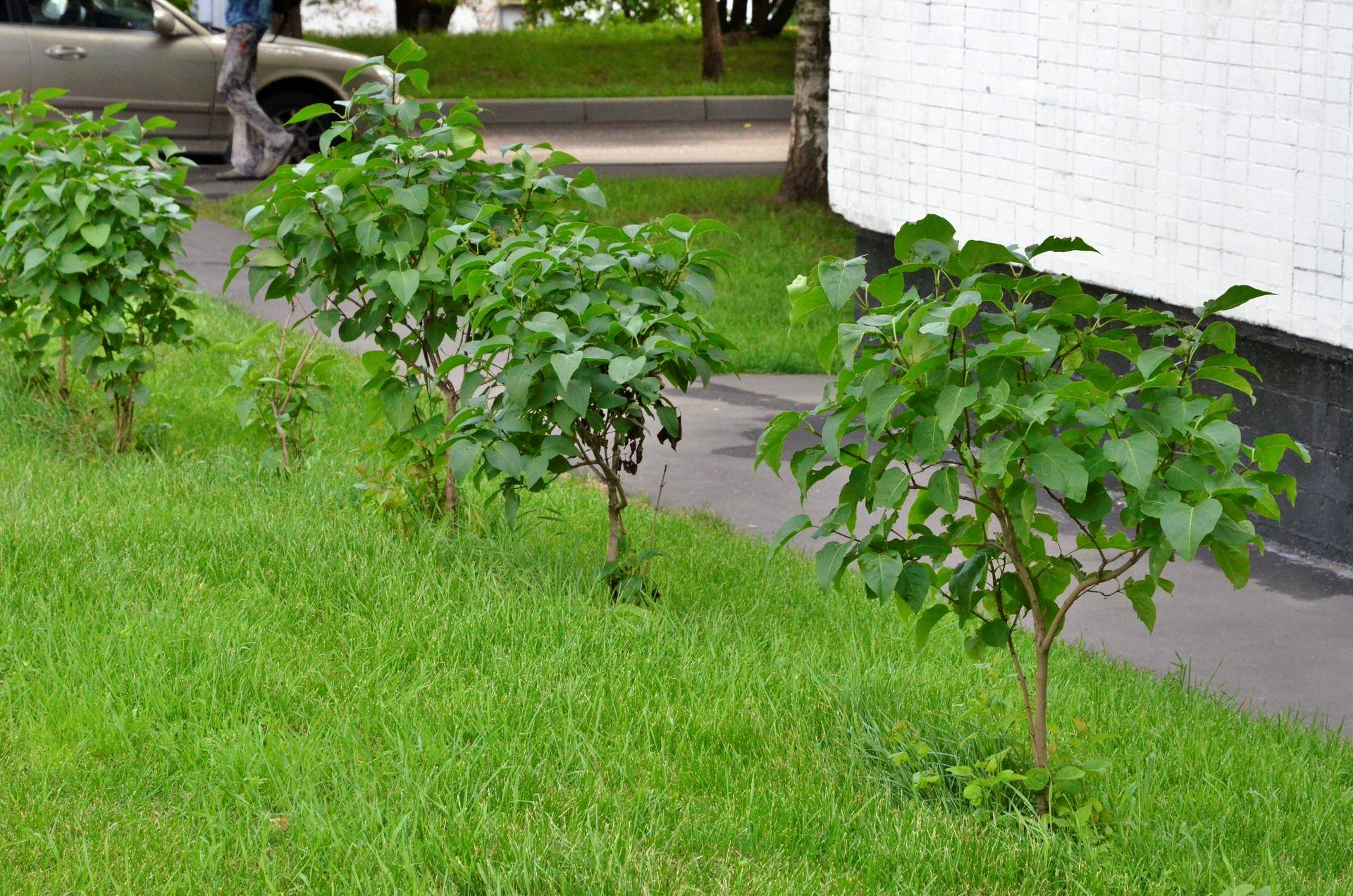 В Звенигороде преобразят исторический центр