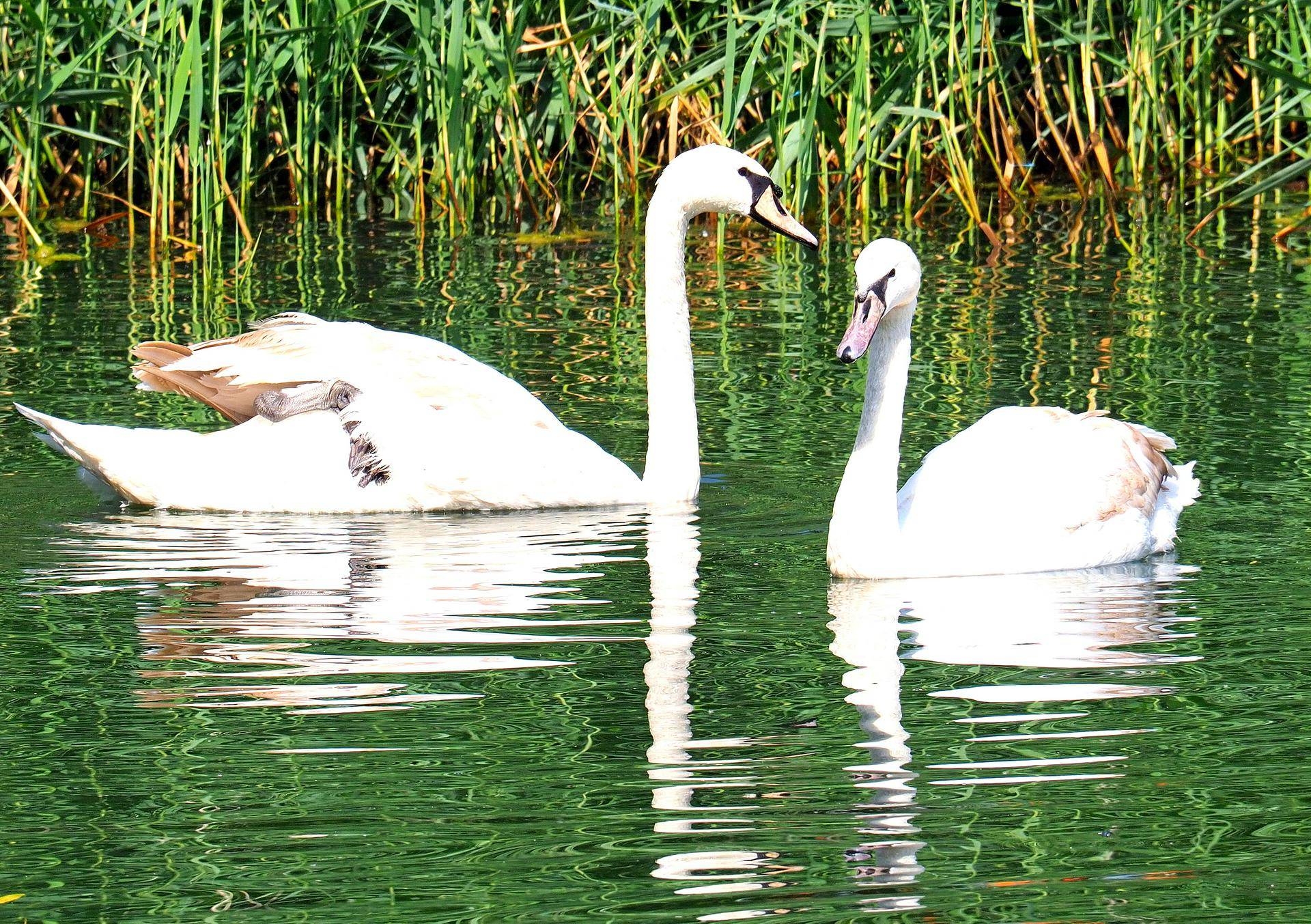 Лебеди Константин и Елена — первые жильцы Пенягинского пруда