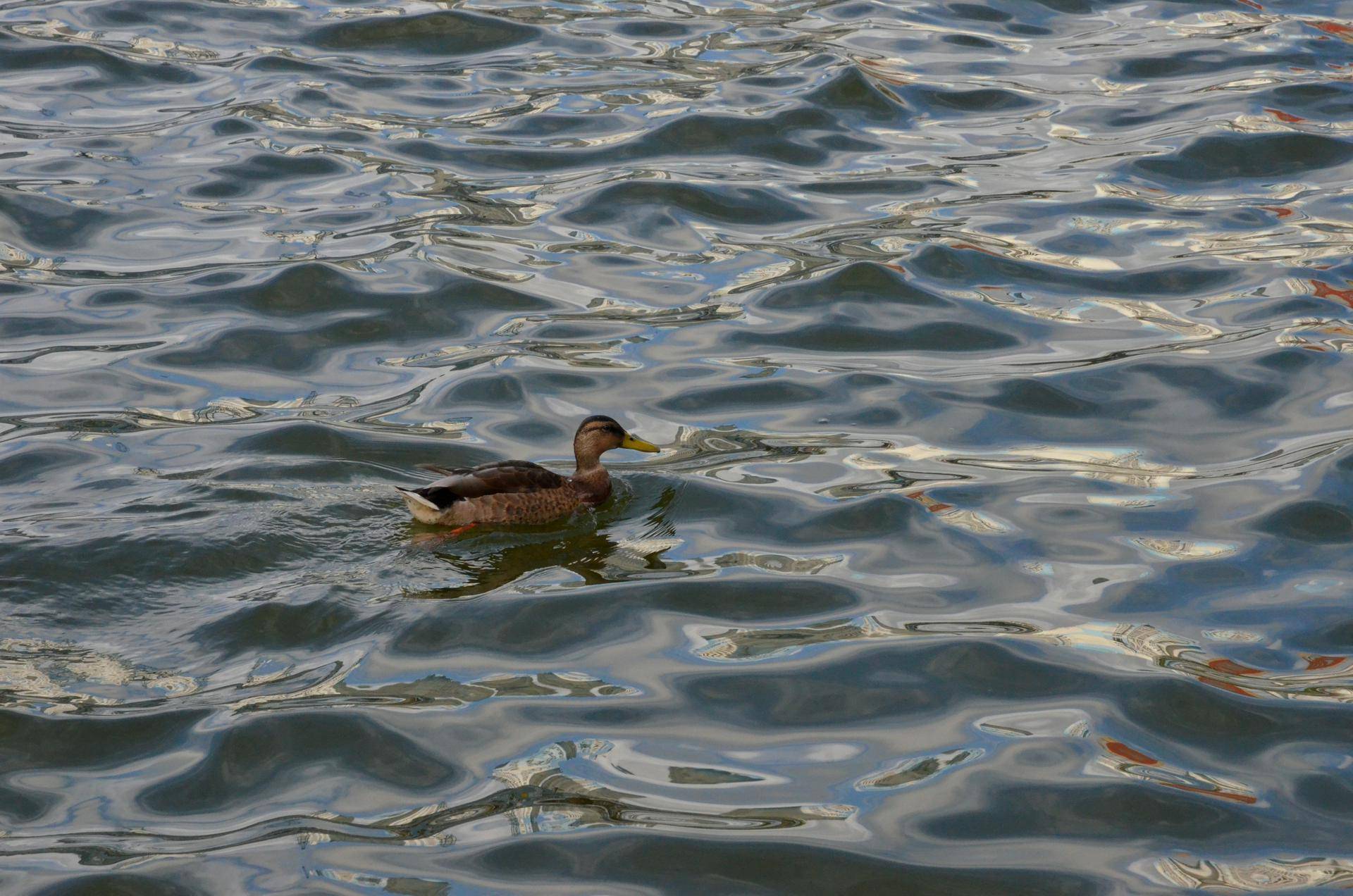 СМИ сообщили о гибели уток в водоеме в Северном Тушине