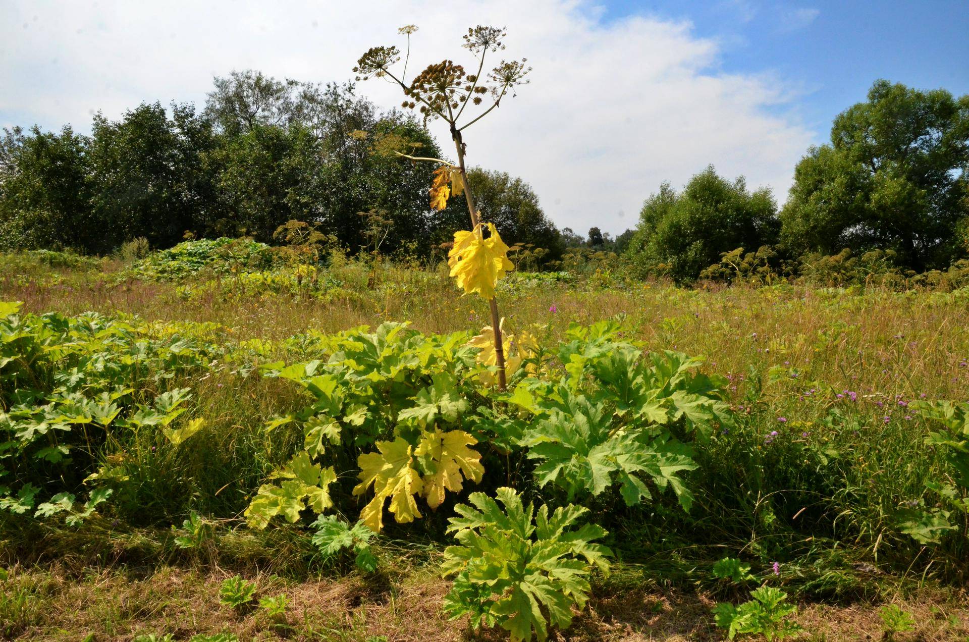 Эксперт рассказала, что борщевик может полностью вытеснить другие растения