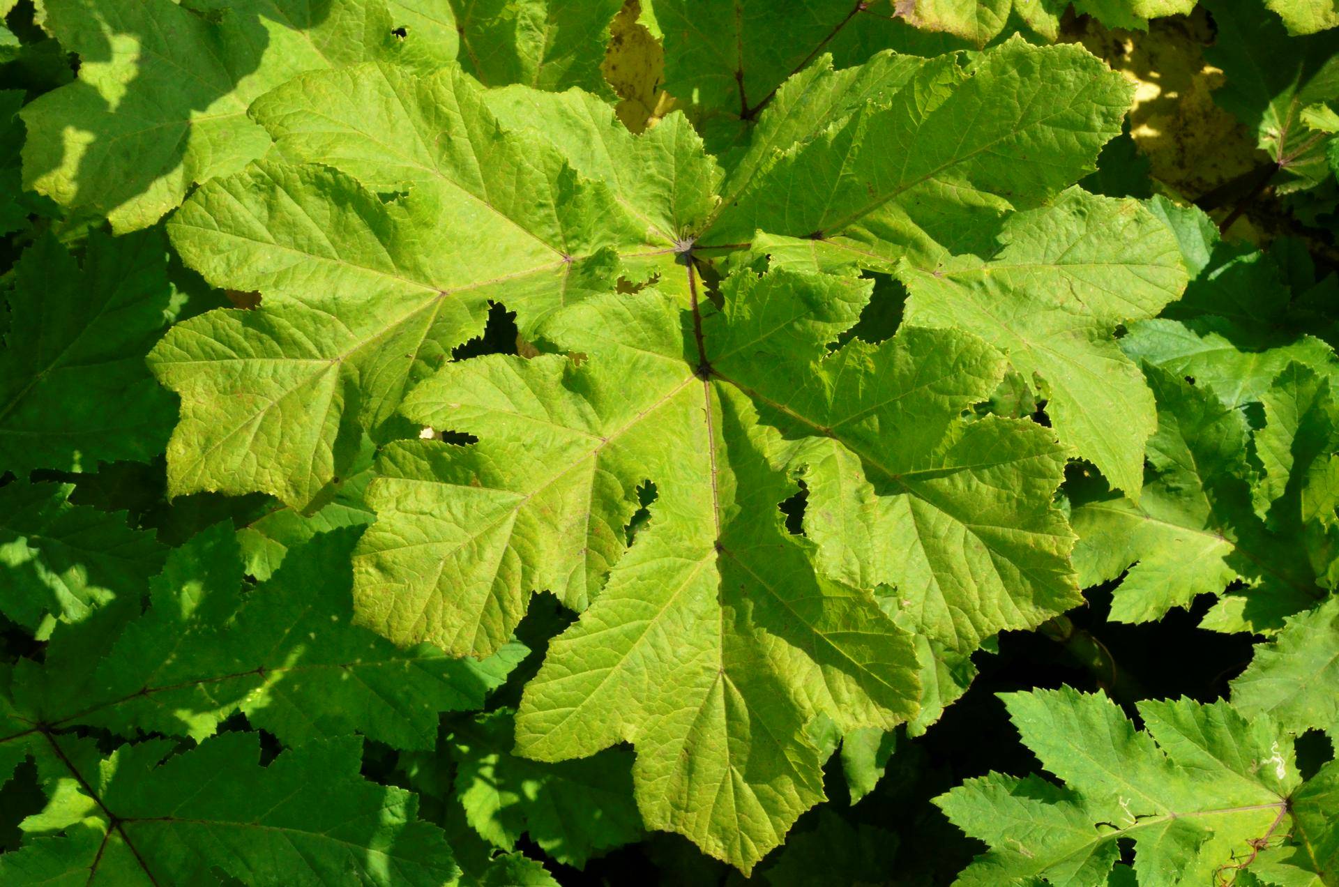 Ученые озаботились появлением борщевика в Арктике