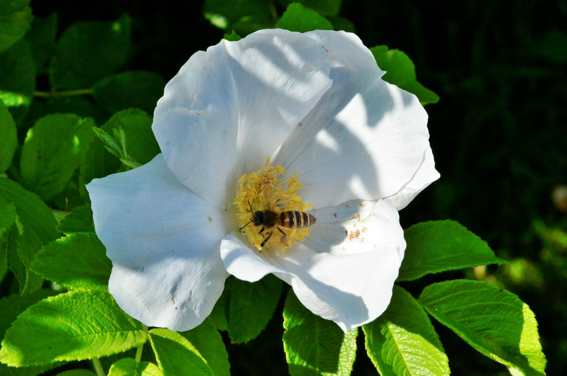 «Они злые»: биолог объяснила, чем опасен укус осы