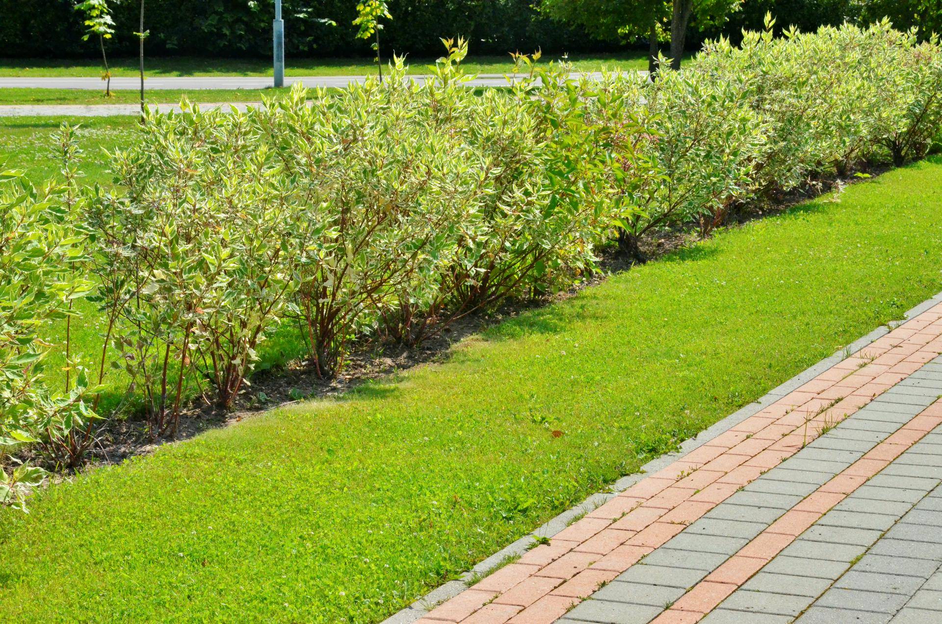 Молодые деревья и кустарники могут загореться из-за сухих гроз в Москве