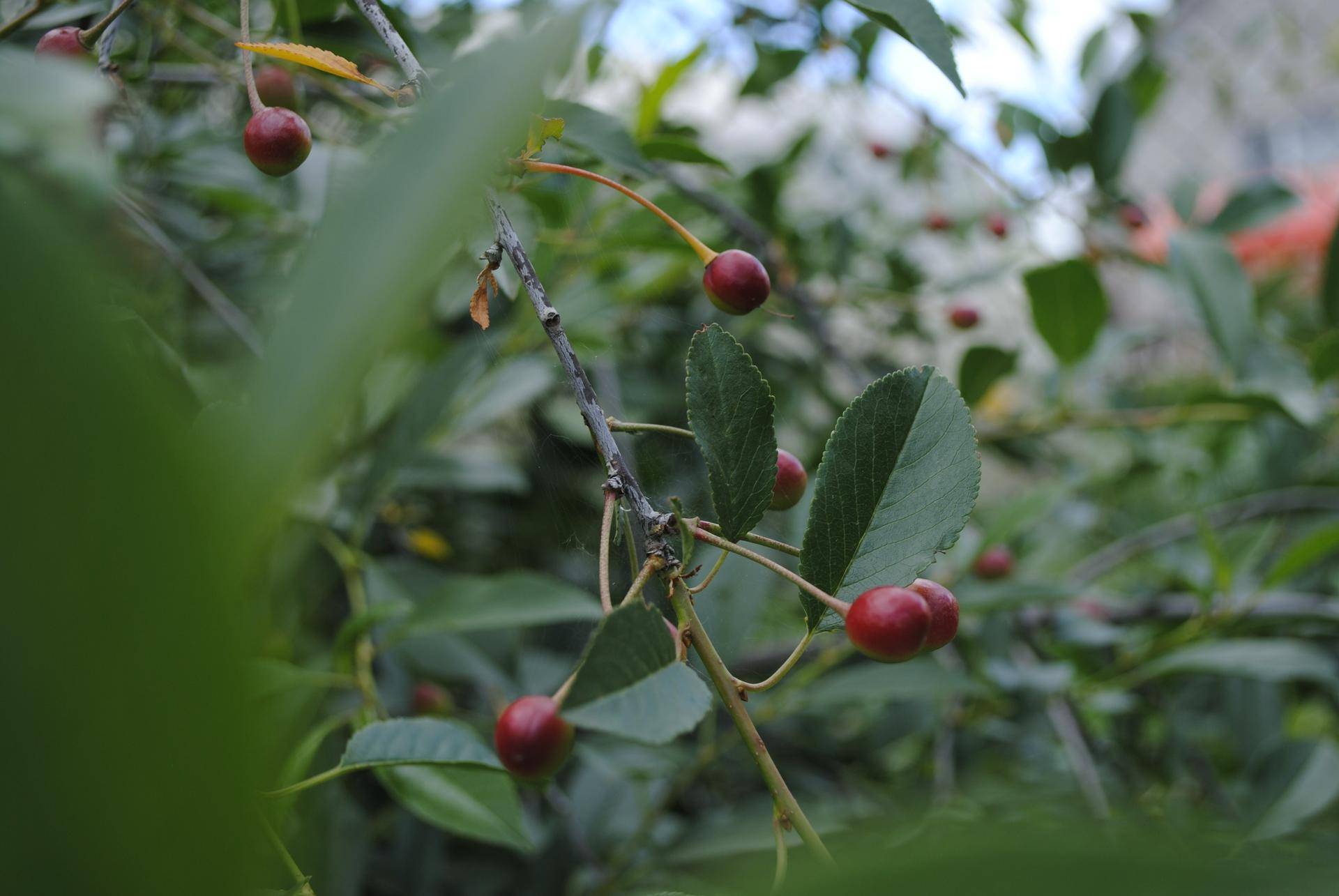 Диетолог назвал помогающую в похудении и борьбе с бесплодием ягоду 