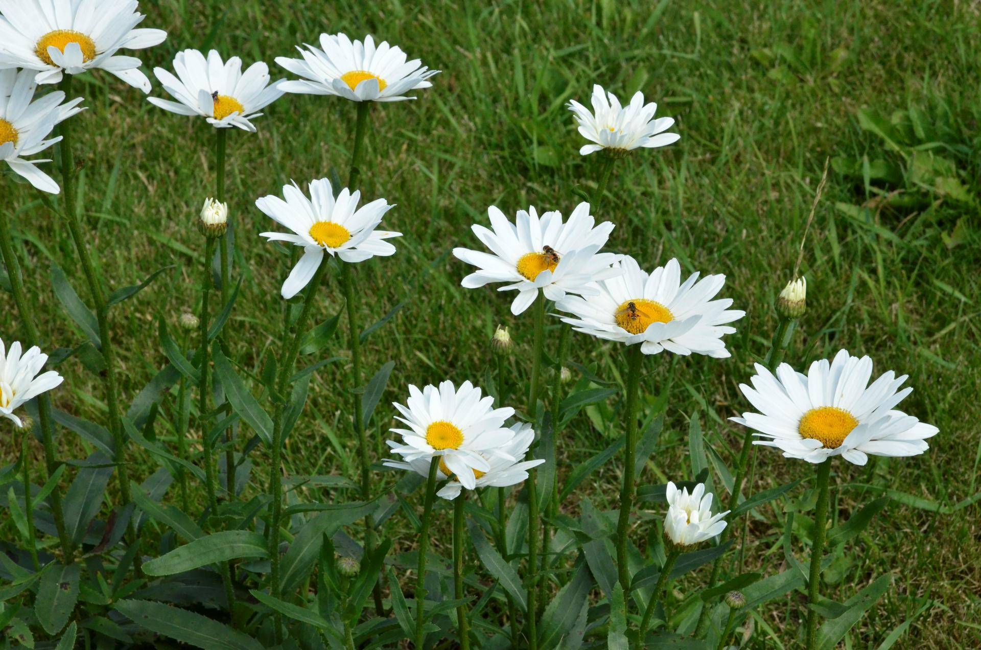 Дом Гоголя пригласил на литературный вечер «С любимыми не расставайтесь»