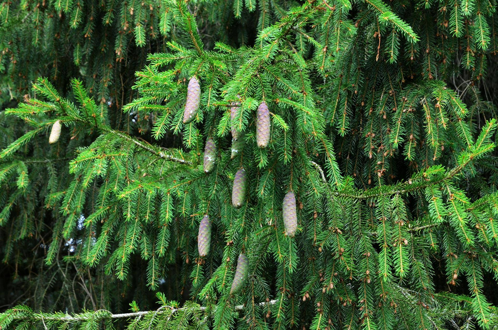 В Роскачестве рассказали, как выбрать натуральную елку на Новый год