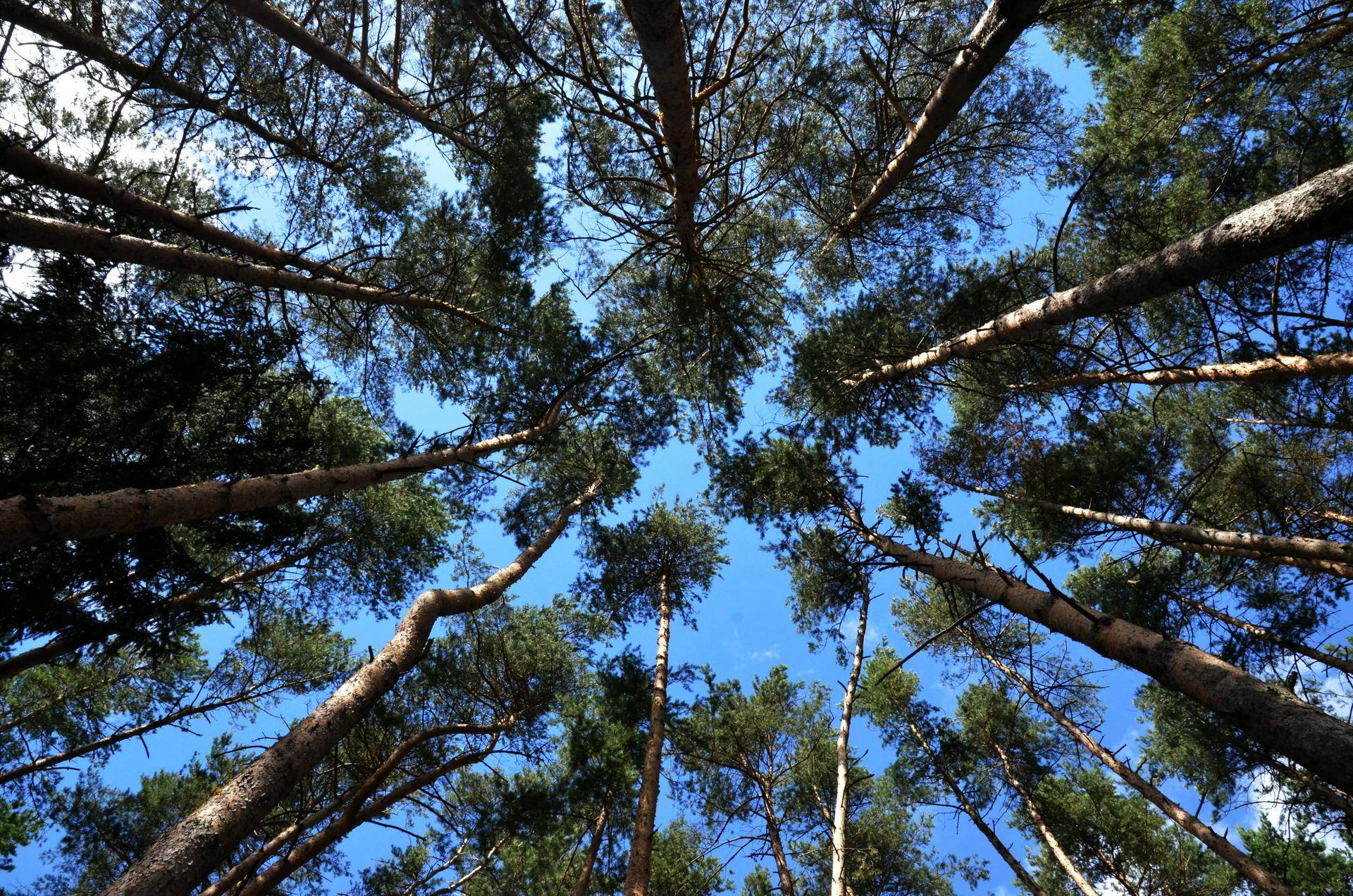 Криминальное трио: полицейские пресекли вырубку леса в Красноярском крае