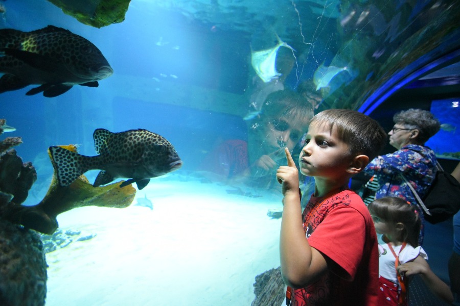 Море впечатлений. «Москвариум» на ВДНХ к своему дню рождения подготовил насыщенную программу