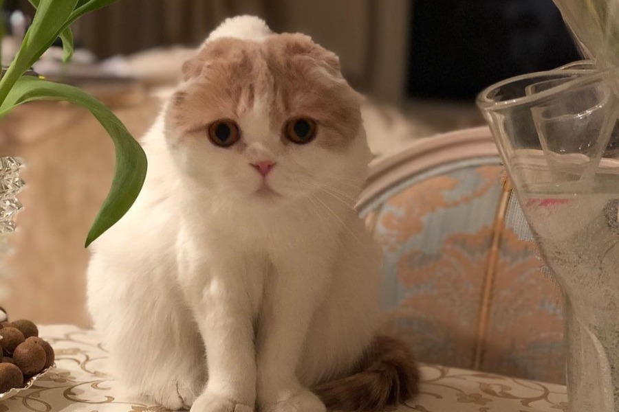 Кот Леры Кудрявцевой Фофан