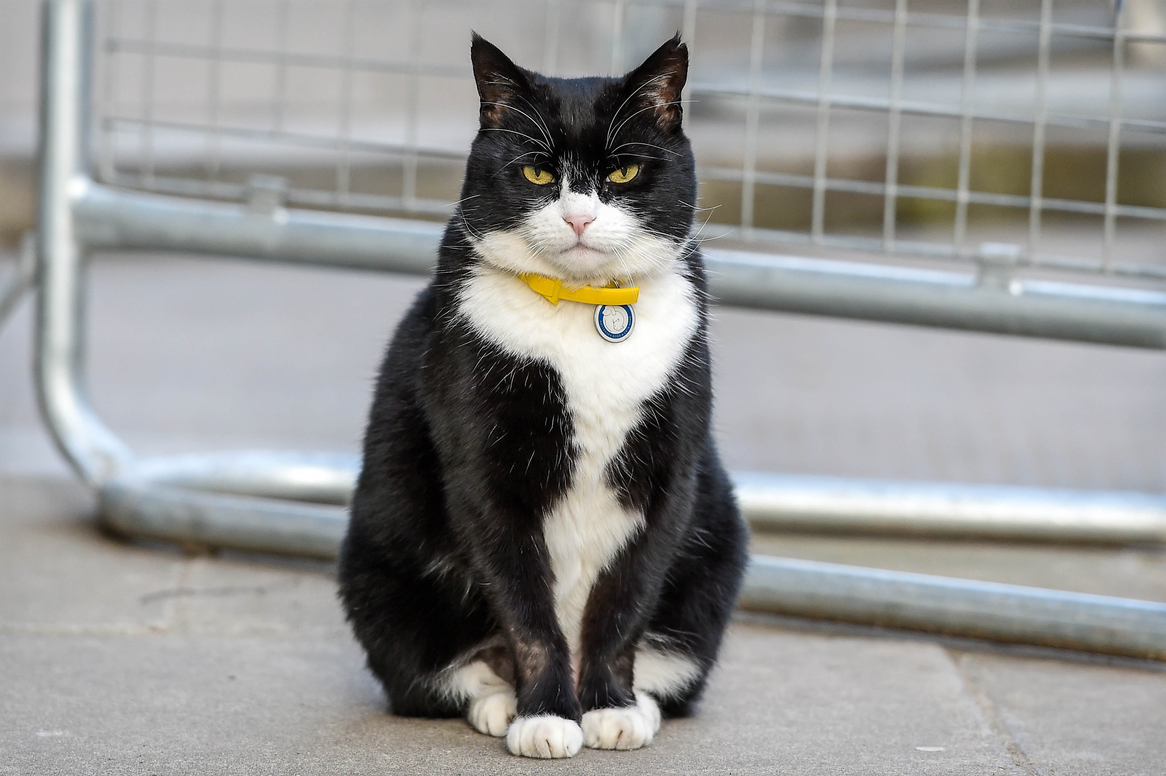 Будем скучать по нему»: главный кот-мышелов британского МИД вышел на пенсию