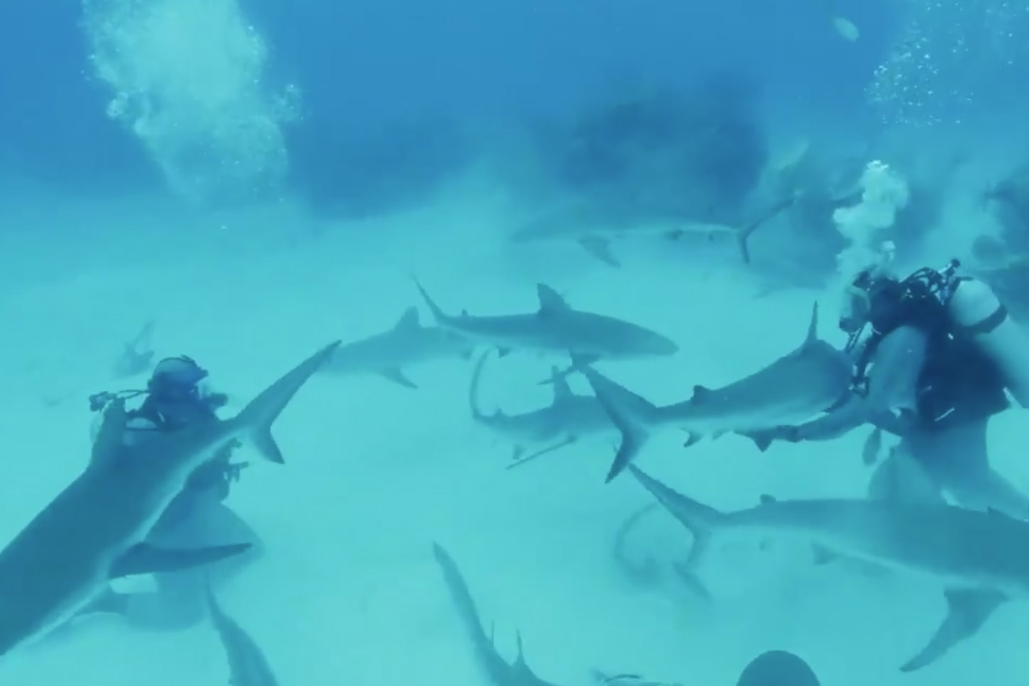 Боксер Майк Тайсон обездвижил акулу в Атлантическом океане, чтобы победить страх