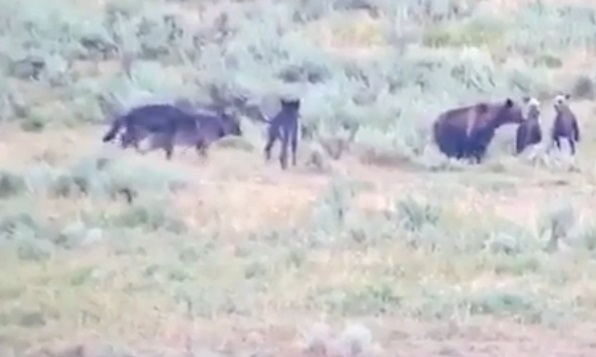 Ролик сняла сафари-гид