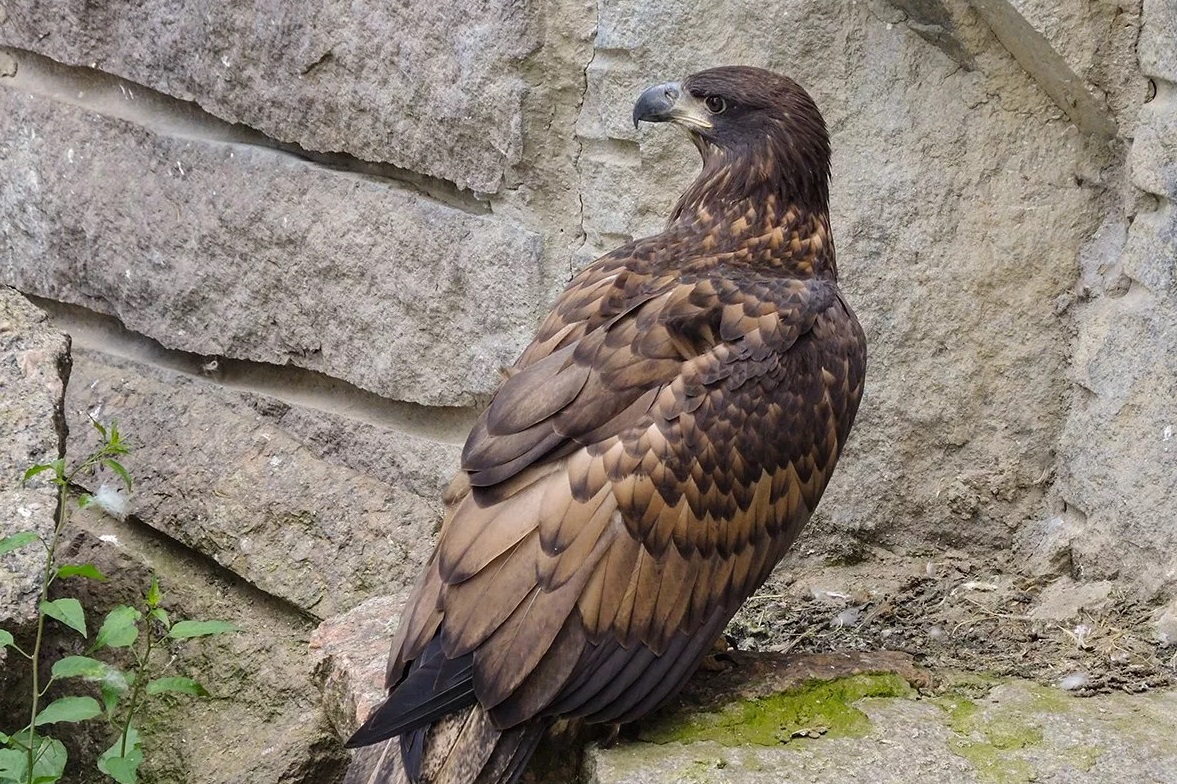 Птенцы орланов-белохвостов появились на свет в Московском зоопарке