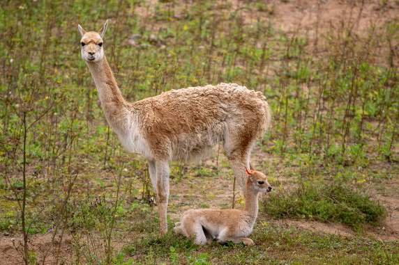 Детеныш краснокнижной викуньи появился на свет в Московском зоопарке