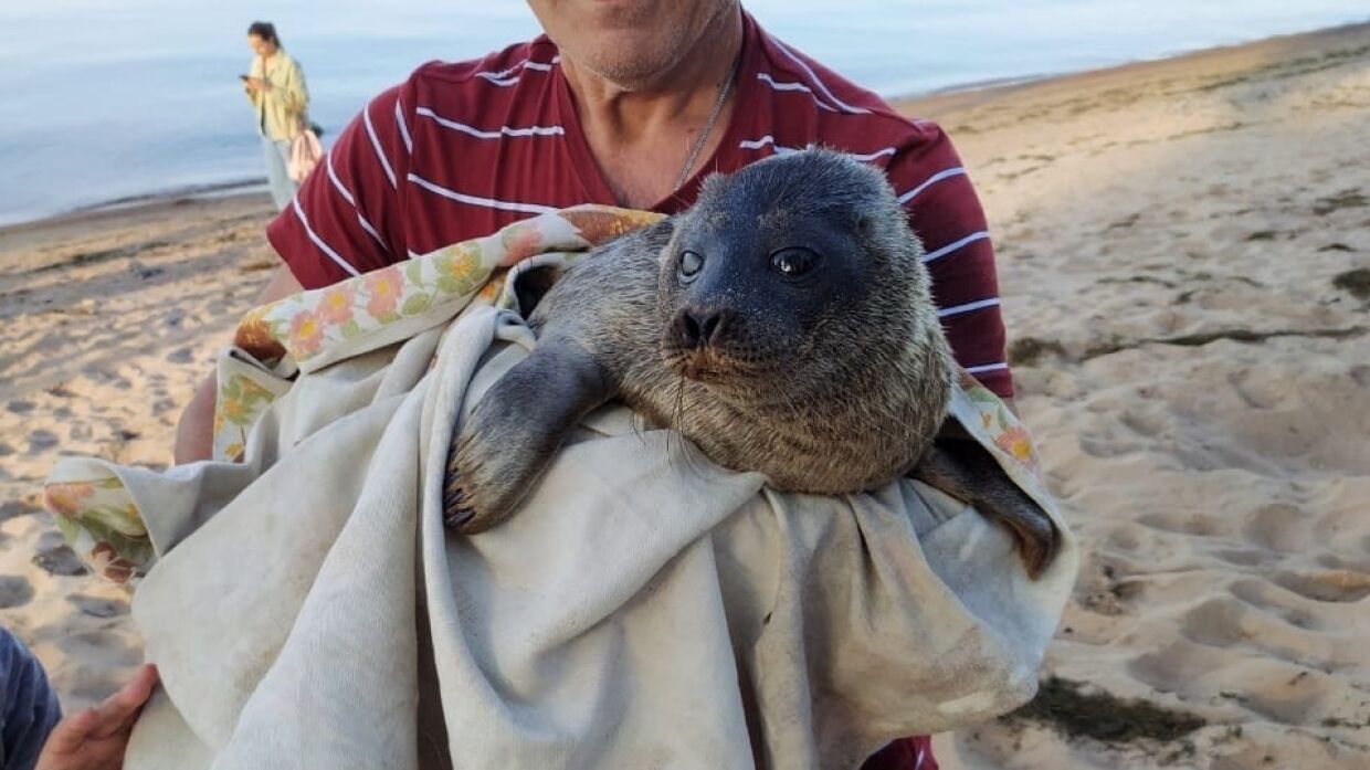 Московские ученые выясняют причины массовой гибели каспийских нерп