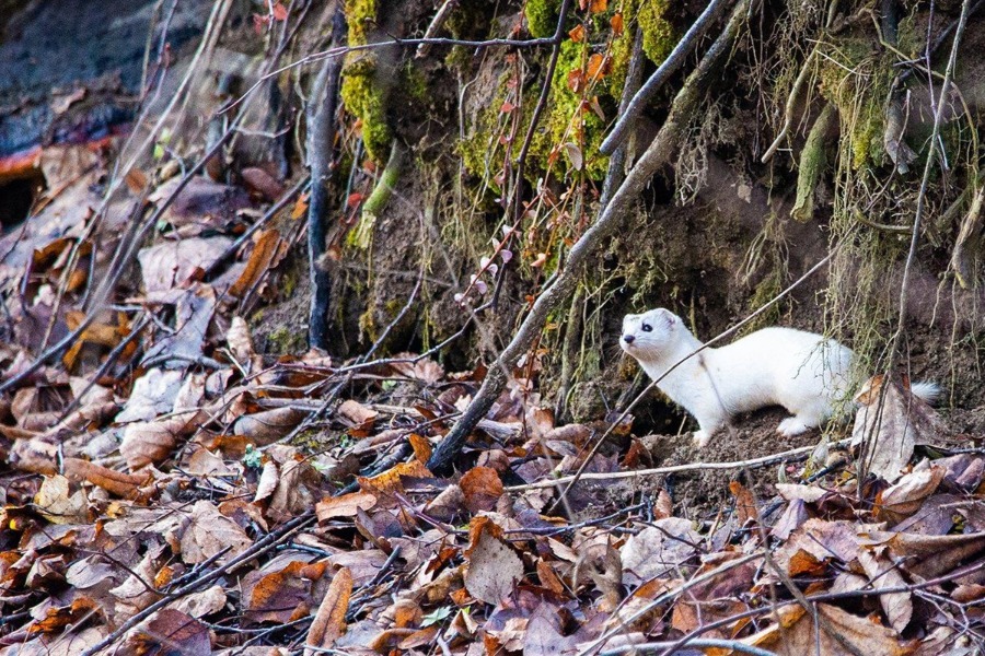 На природных территориях Москвы заметили 15 видов хищников