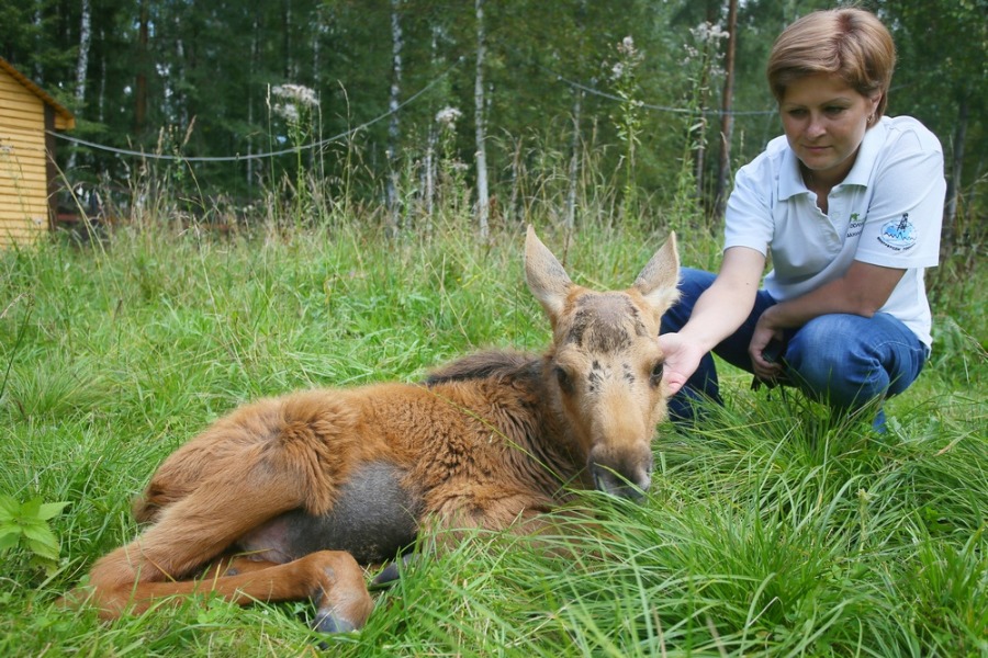 Экскурсовод Жанна Данилина рядом с трехмесячным лосенком по кличке Кай. Животное выходили специалисты Лосиной биостанции