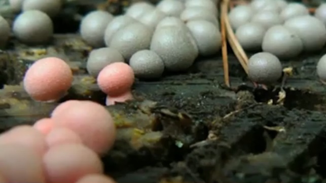 Гриб-паразит представляет собой разноцветные шарики