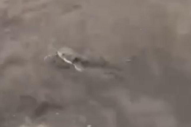 Борьбу крупного сома и рыбака в центре Москвы сняли на видео