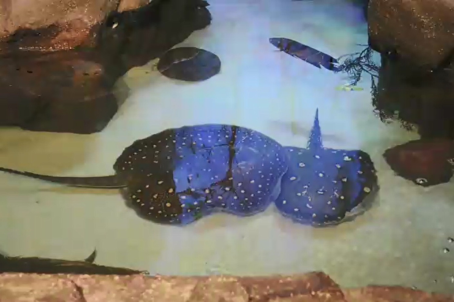 Четыре детеныша ската-хвостокола появились на свет в Московском зоопарке