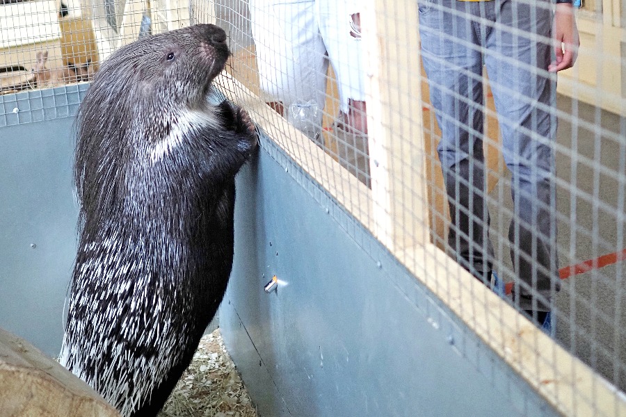 Посетители контактного зоопарка на востоке столицы Екатерина Мамаева и ее сын Константин рассматривают одного из самых необычных его обитателей — дикобраза Сахи