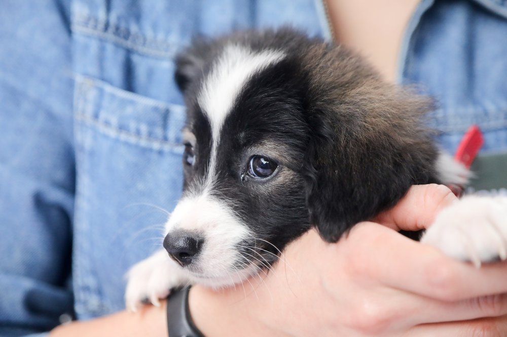 Налог на содержание домашних животных могут ввести на Украине