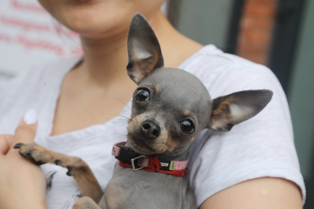 Лучше, чем TikTok и Instagram: как работают pet-friendly-офисы в Москве