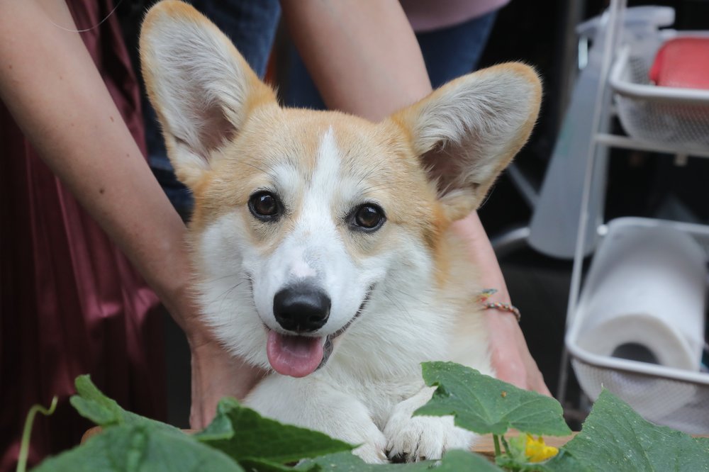 Карантин по бешенству ввели в поселении Вороновском