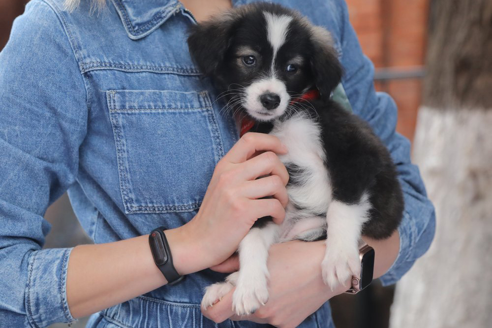 «Аэрофлот» организует экспертную группу по правилам перевозки животных