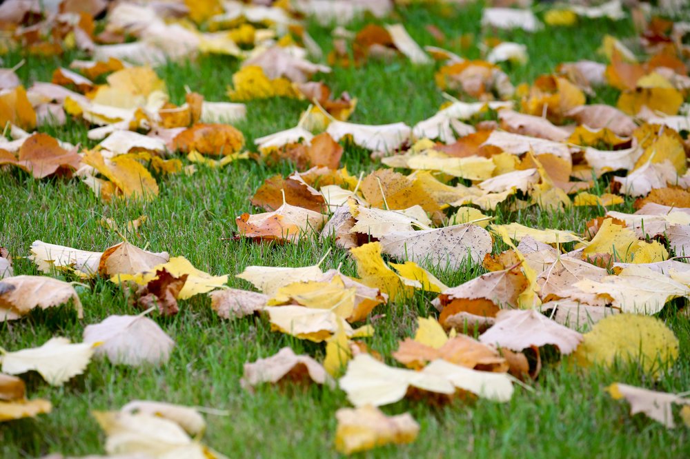 Ночные заморозки ожидаются в ряде регионов России