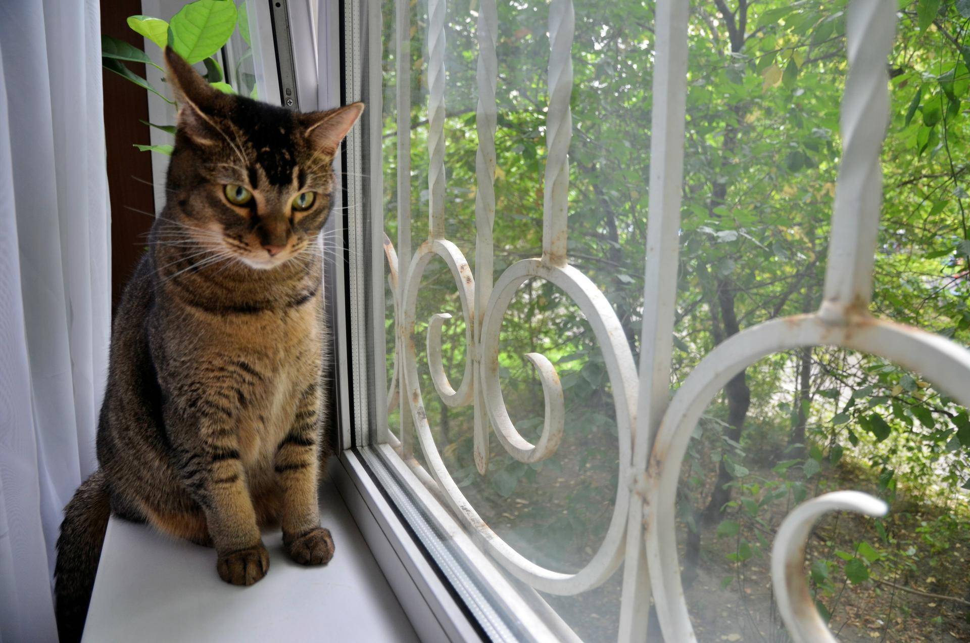 Сергей Собянин одобрил создание системы для поиска пропавших животных