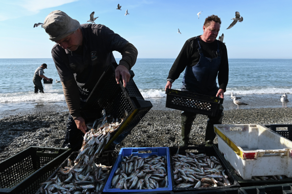 Улов российских рыбаков с начала 2020 года превысил 3,5 миллиона тонн