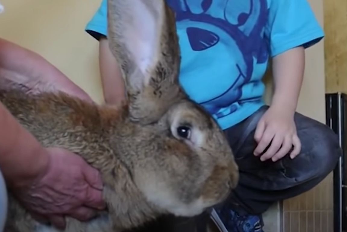Самый большой кролик из Книги рекордов Гиннесса уступит титул своему сыну