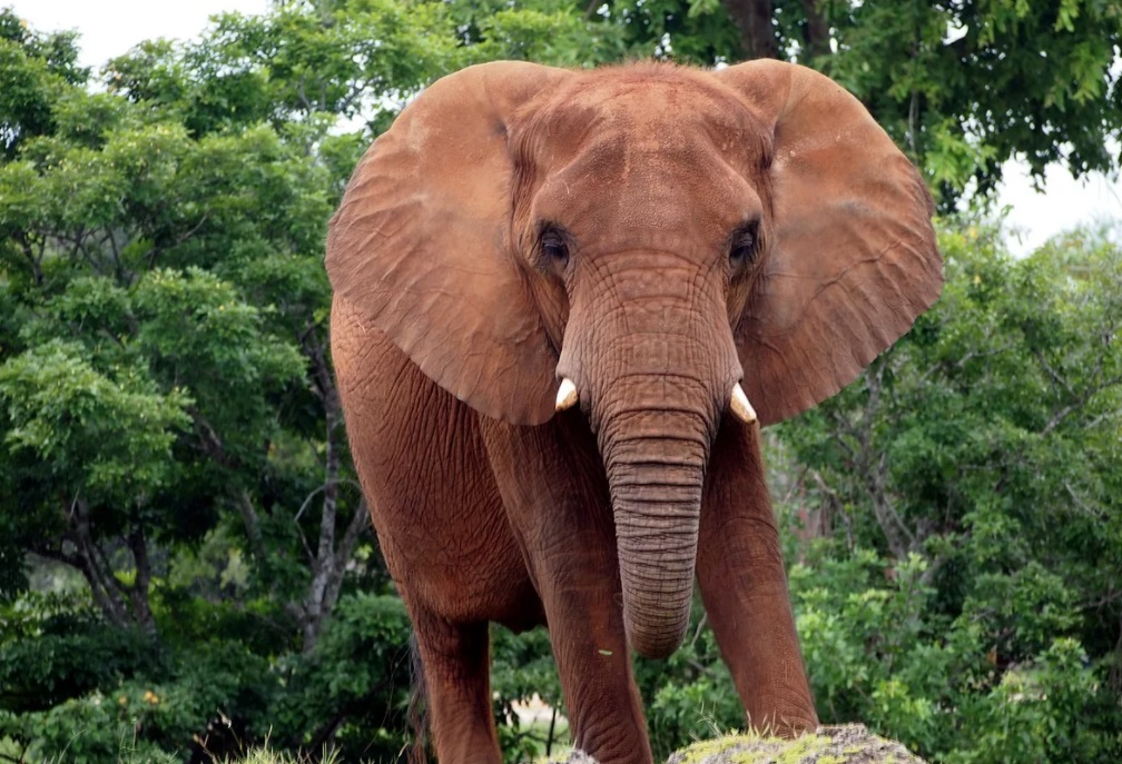 Слона выпустят из зоопарка в Пакистане по решению суда