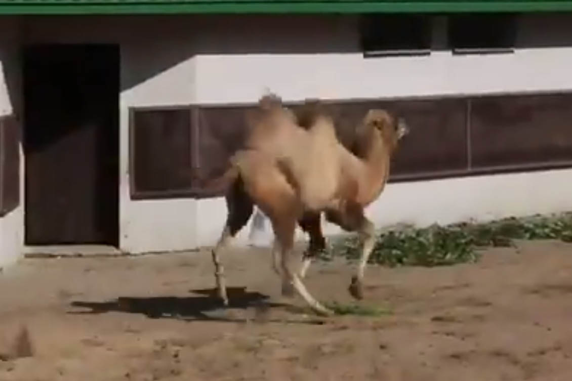 Танцы верблюдов в Московском зоопарке попали на видео